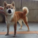 保護したオスの柴犬