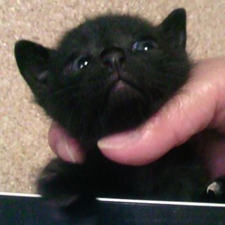 黒猫ちゃん（アメショとの雑種）里親募集中