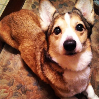 人懐こいコーギー★１０歳メス　里親募集中