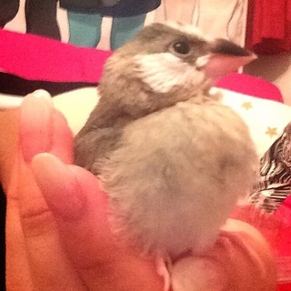 【至急】文鳥（桜）の幼鳥の里親募集です