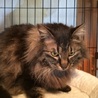 千葉県浦安市  長毛キジトラ 男の子 ロビンくん サムネイル2