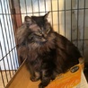 千葉県浦安市  長毛キジトラ 男の子 ロビンくん サムネイル3
