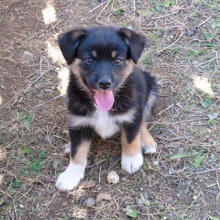 …家族に迎えていただけませんか…232男の子