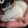 6ヶ月のラット君☆ サムネイル3