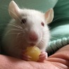 6ヶ月のラット君☆ サムネイル2