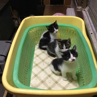 子猫の里親さんを探しています。