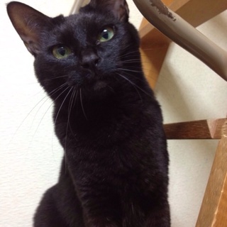 【高齢者様の応募も可】優しい黒猫です