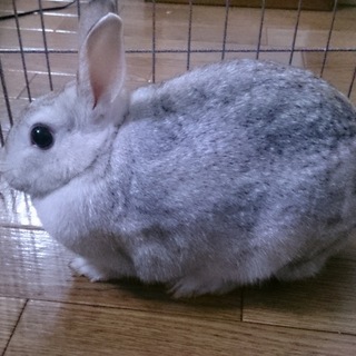 里親募集☆2/8生まれの女の子☆