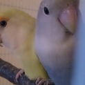 コザクラインコ　２羽　里親募集