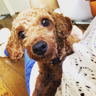 トイプードルオス8ヶ月☆