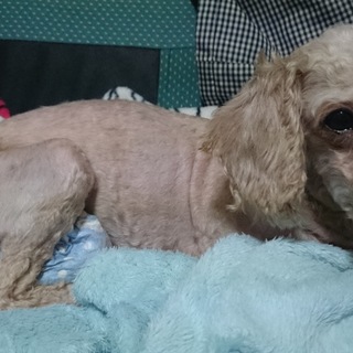 トイプードル♀８歳  ☆里親募集中☆