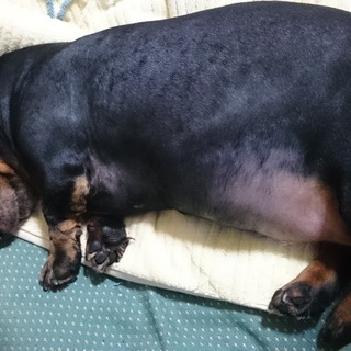 ミニチュアダックスフンド♀９歳  ☆里親募集中☆