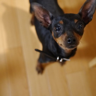 トライアル中です！