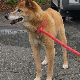 期限切迫！！柴系ミックスの小柄な男の子です。