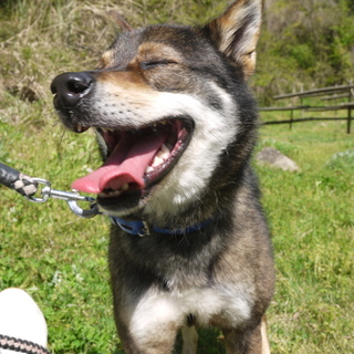 「大竹くん」♂　人間と遊ぶぞ！(中型)