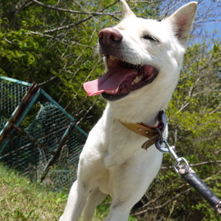 「ケロちゃん」♀　かまって～！！(中型)