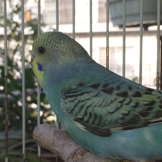 セキセイインコ  若鳥  オス  お譲りします