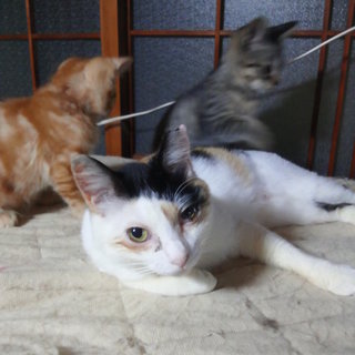 「タケモトピアちゃん」♀　三毛猫