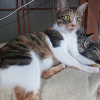 ＪＲ呉線の電車ネコ