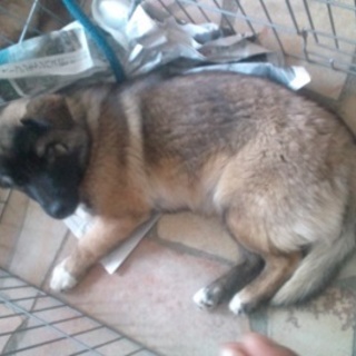 コーギーMIX  わんこ