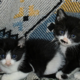 4月上旬生まれの可愛いオス小猫、2匹いますよ