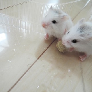 ロボロフスキー　スーパーホワイト　里親様募集