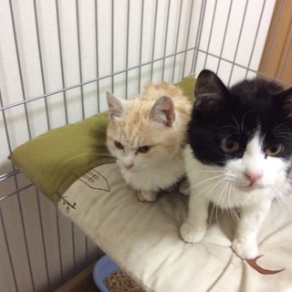 黒白、薄い茶白のどちらも男の子です。