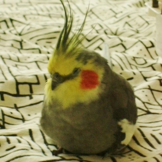 オカメインコ　長生きしてます。