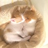 の写真