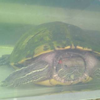 ありがとうございました。