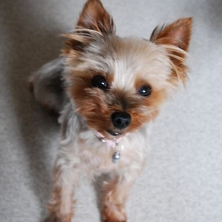 優しいヨークシャ　