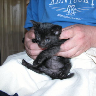 生まれた可愛い子猫の里親を募集します。