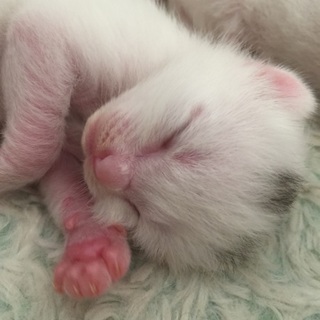 5月2日生  子猫の里親募集