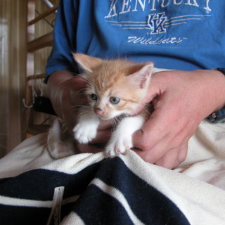  生まれた可愛い子猫の里親を募集します。