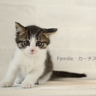 キジ白子猫（2か月）　カーチス君里親様募集! 