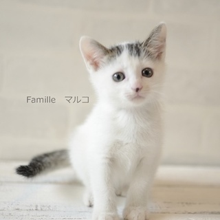 白キジ子猫　マルコ君（2か月）里親様募集! 