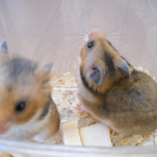 ハムスターの里親　募集します