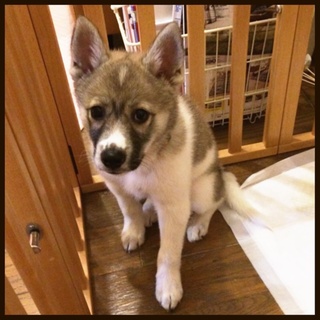 中〜大型犬の子犬オス2ヶ月☆