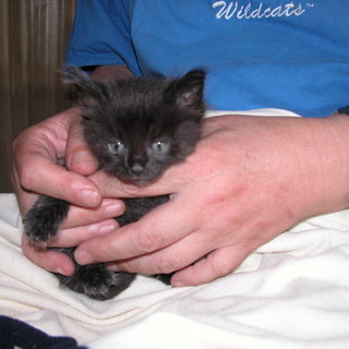  生まれた可愛い子猫の里親を募集します。