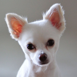 緊急でチワワ(メス)の里親を探しています！