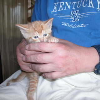 生まれた可愛い子猫の里親を募集します。