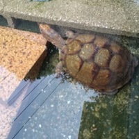 ﾐﾂﾕﾋﾞﾊｺｶﾞﾒ♂