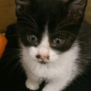 里親さんが決まりそうなので募集一時停止します。