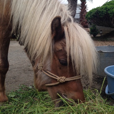 おやつの雑草です。好物の草から選んで食べてます。