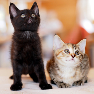 子猫の兄妹の飼い主さん募集