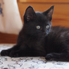 子猫の兄妹の飼い主さん募集 サムネイル6