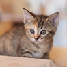 子猫の兄妹の飼い主さん募集 サムネイル7