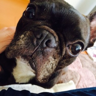 甘えん坊のフレブル