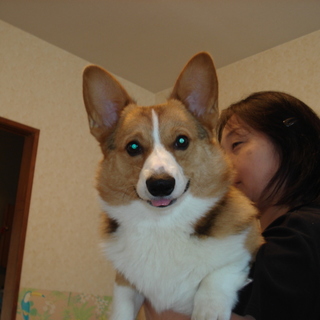 気性の激しいコーギーです」神奈川県 - 犬の里親募集(68055