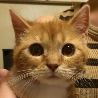 茶トラ☆きびだんごちゃん